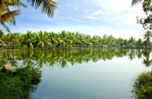 Importance of Mangrove Forests
